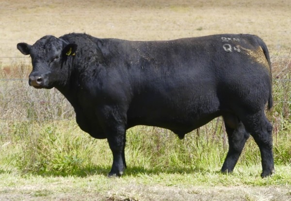 Alumy Creek Annual Angus Bull Sale 1pm Friday 28thMay 2021