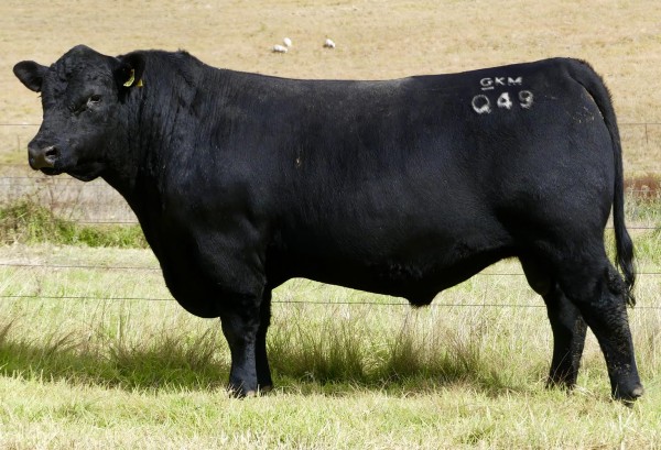 Annual On Property Angus Bull Sale