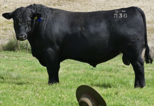 Alumy Creek Angus 2022 On Property and Online Auctionsplus Friday 27th May Bull Sale