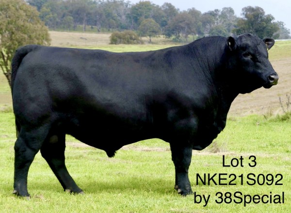 Results Alumy Creek Angus 2023 On Property and Online Auctionsplus Friday 26th May Bull Sale