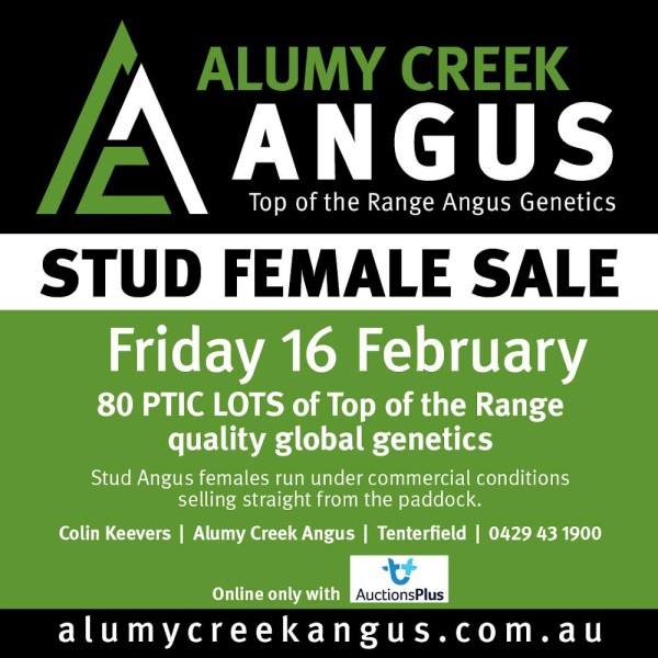 Next Online Only Angus HBR Stud Female Sale Friday 16 February 2024