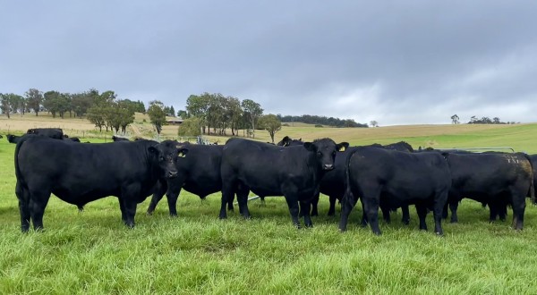 Bull Sale Report for 2023 On Property and Online AuctionsPlus held Friday 26th May 2023
