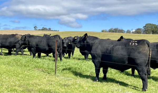 2024 Bull Sale On Property and Online AuctionsPlus 1pm Friday 31st May 2024