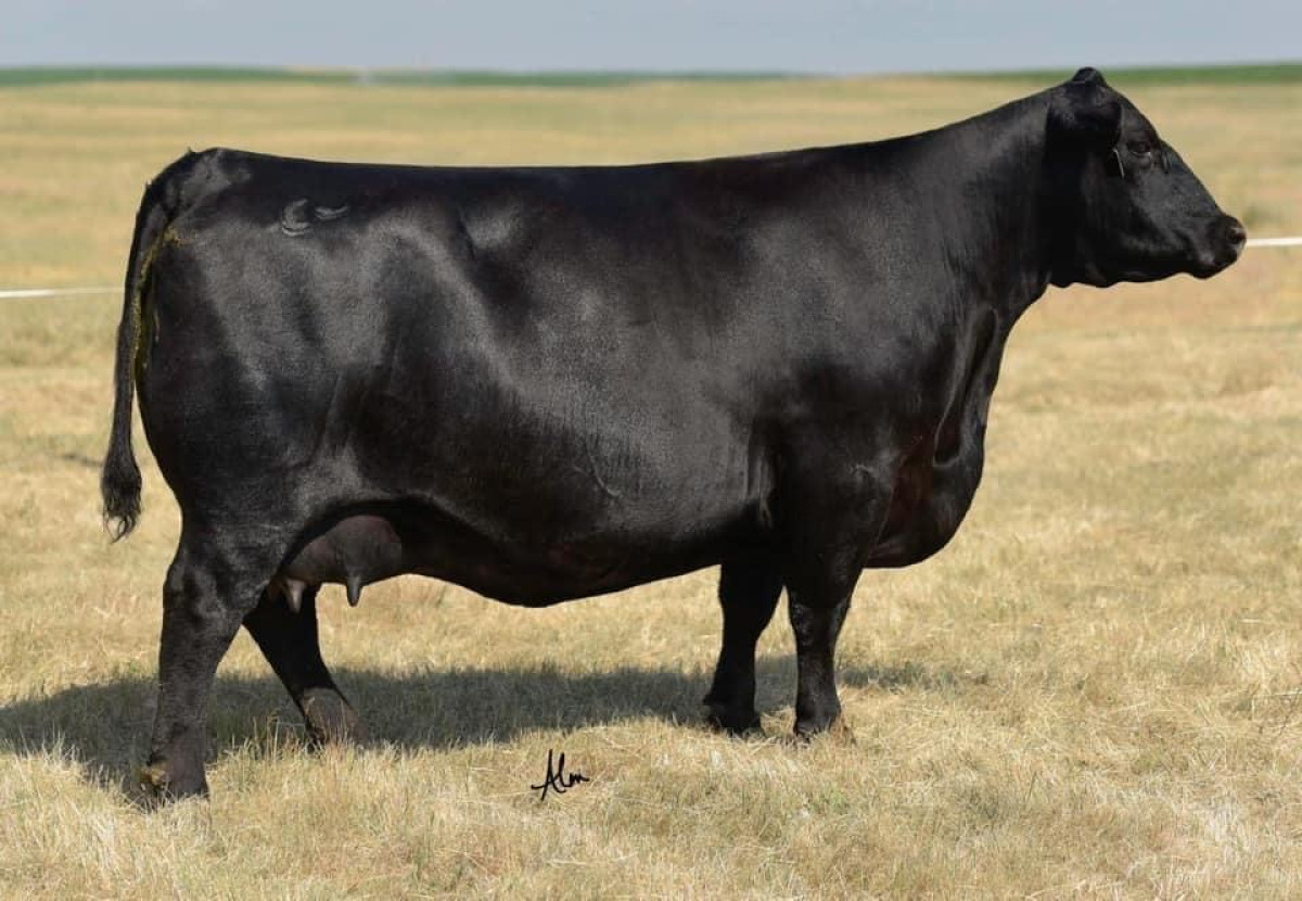 Cows that get the job done and perform in the paddock every year.