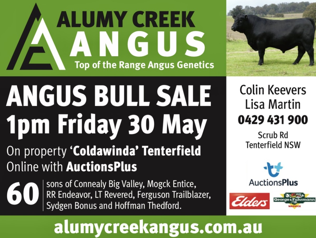 2025 Stud Bull Sale