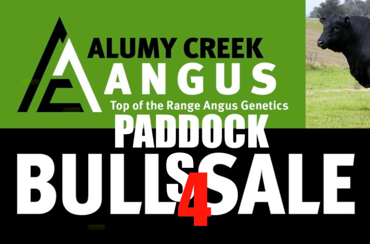 2025 Paddock Sale Bulls