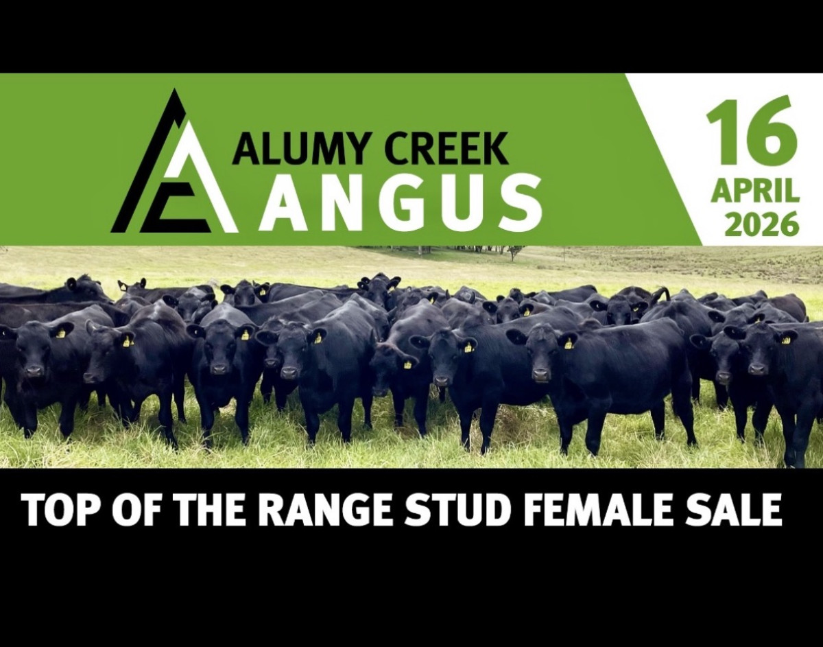 2026 PTIC STUD FEMALE SALE 16 APRIL