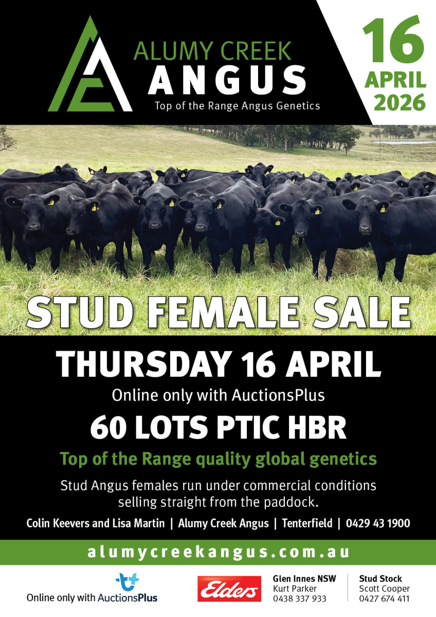 2026 PTIC STUD FEMALE SALE 16 APRIL