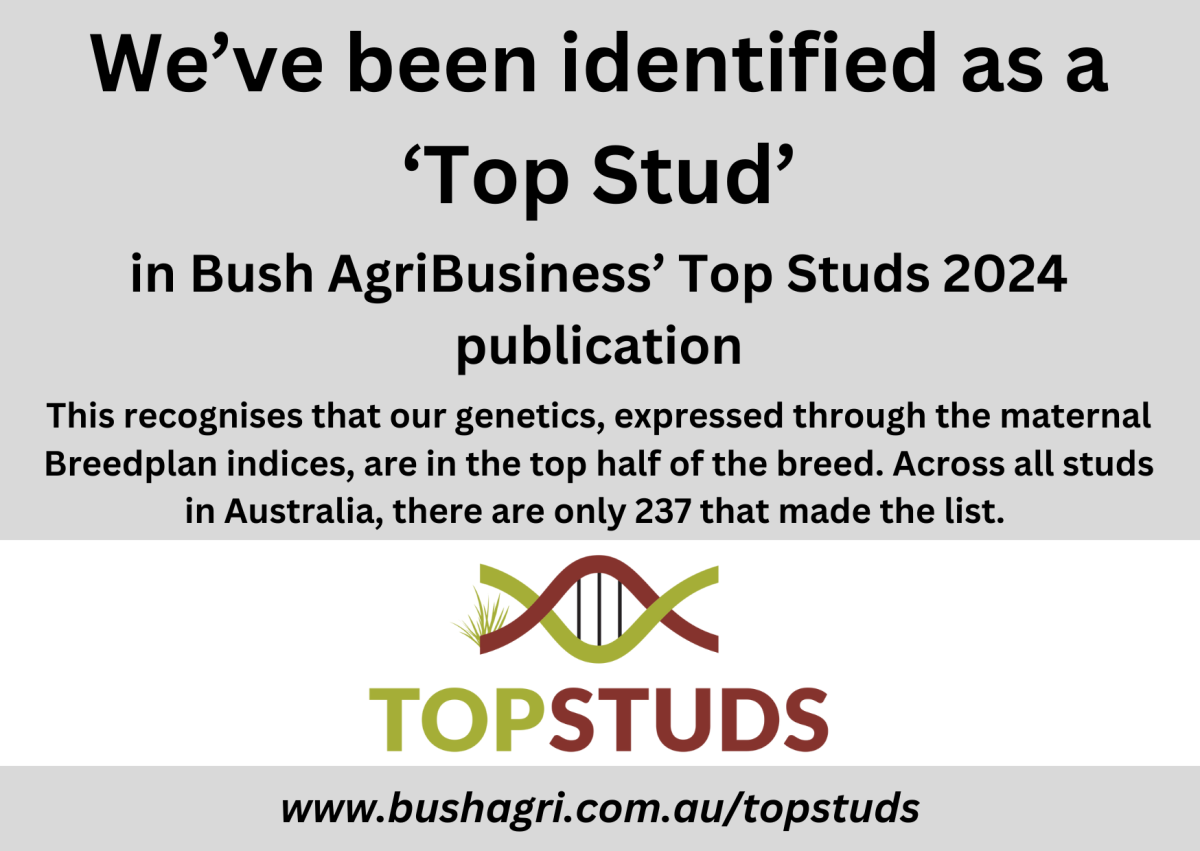 2026 PTIC STUD FEMALE SALE 16 APRIL